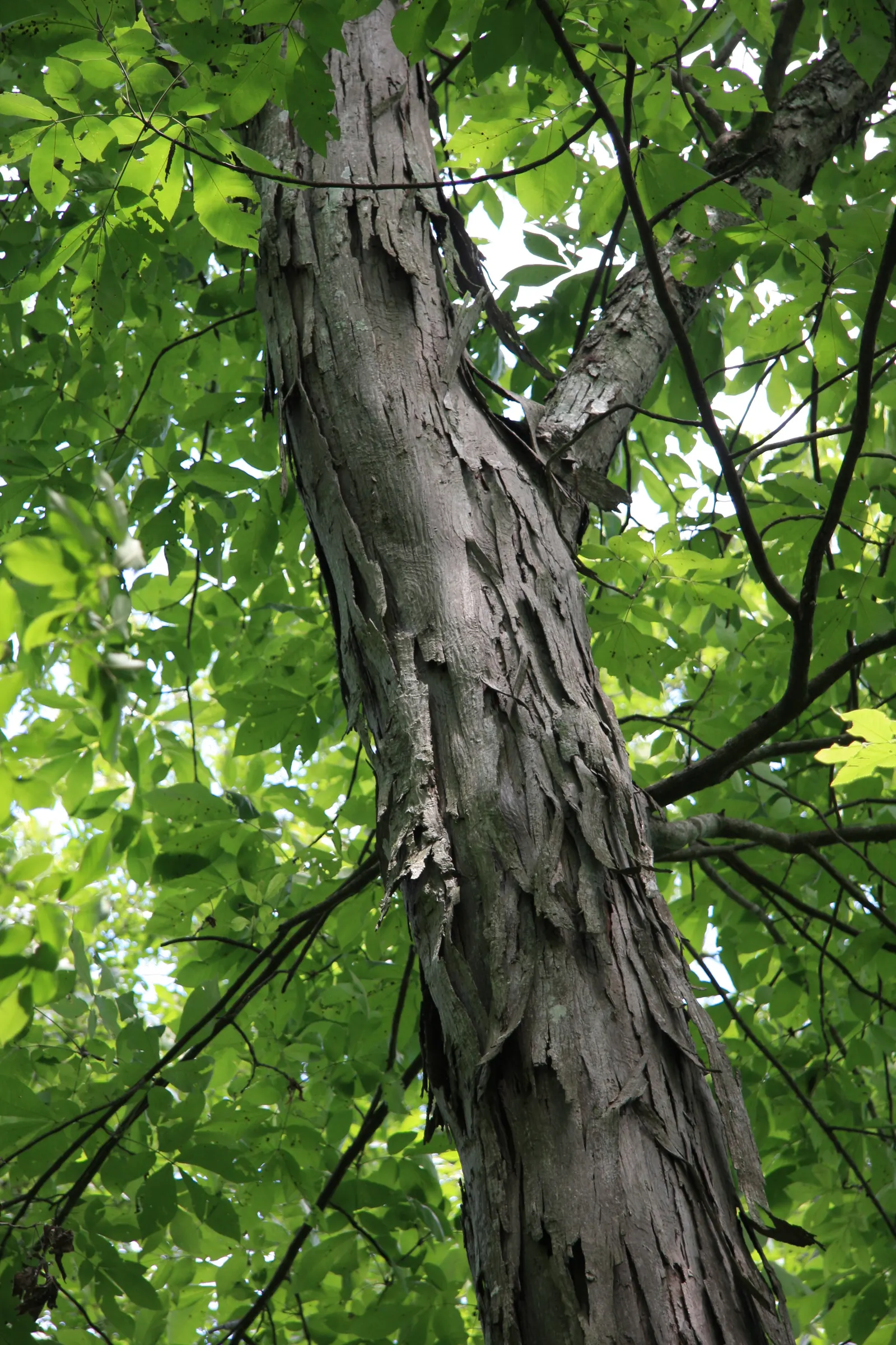 Shagbark Hickory (Carya Ovata) — Easy to grow in USDA Hardiness Zones 4 to 8