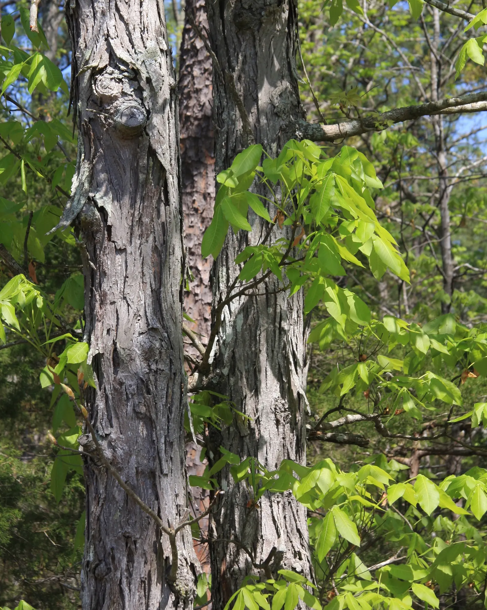 Shagbark Hickory (Carya Ovata) — consider its mature size: the Shagbark Hickory can reach lofty heights between 60 to 80 feet
