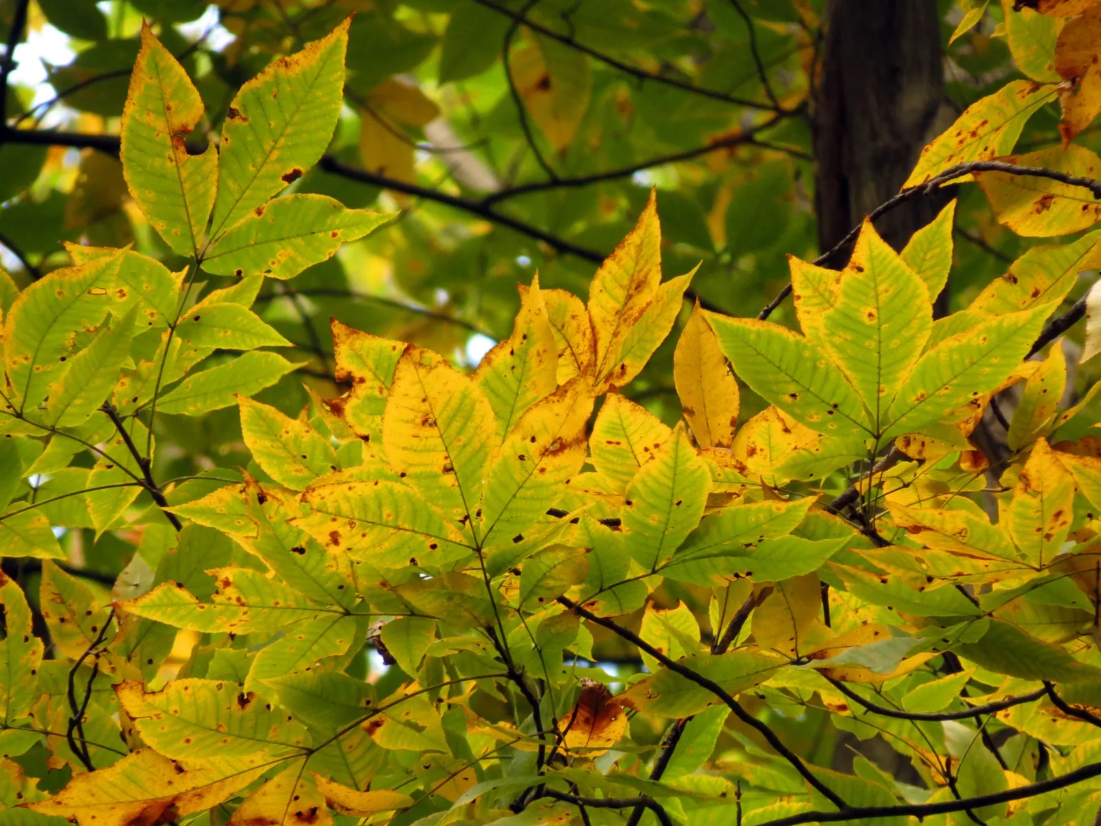 Shagbark Hickory (Carya Ovata) — tree for full or half