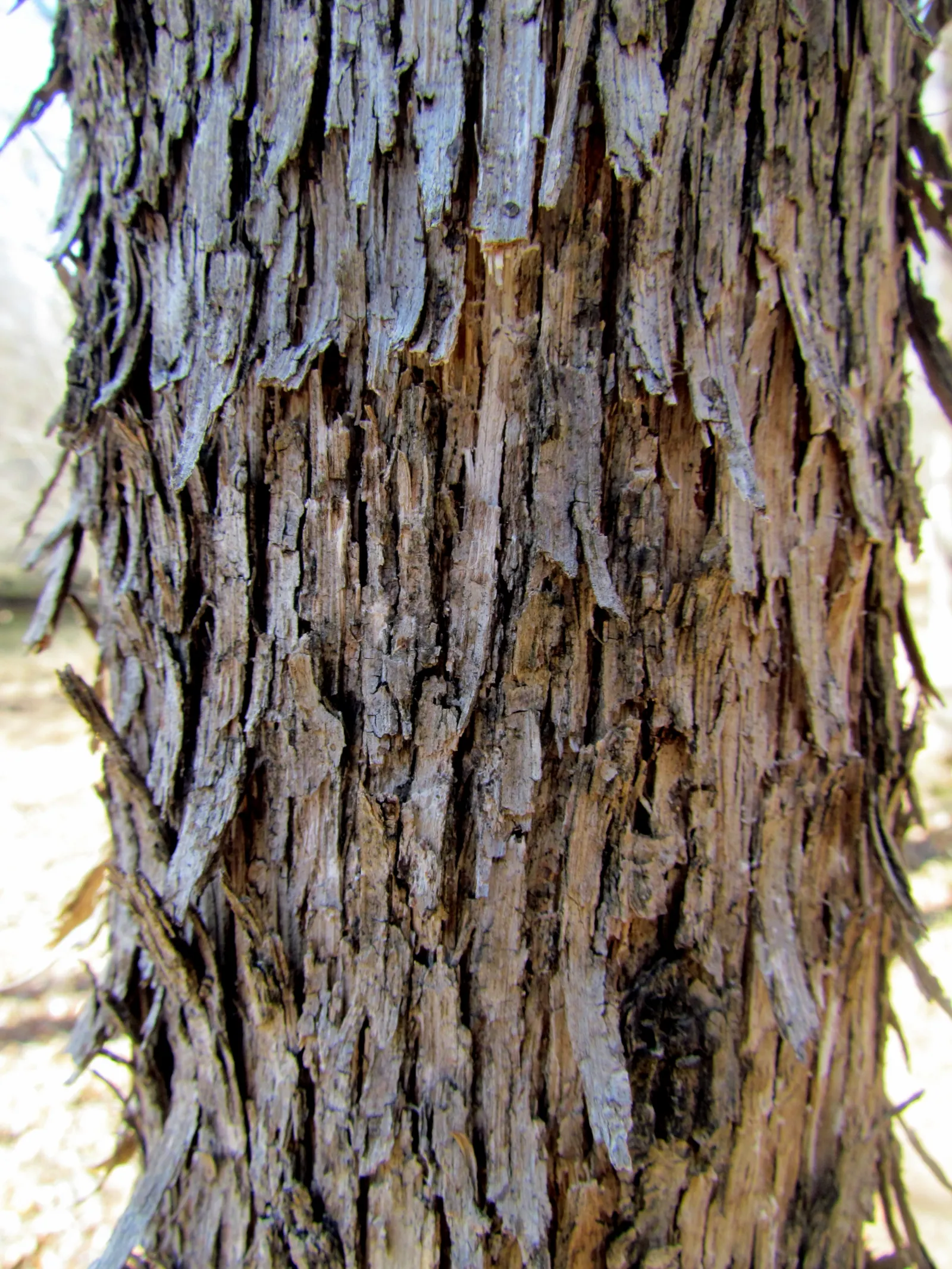 Shagbark Hickory (Carya Ovata) — consider its mature size: the Shagbark Hickory can reach lofty heights between 60 to 80 feet; providing striking textural
