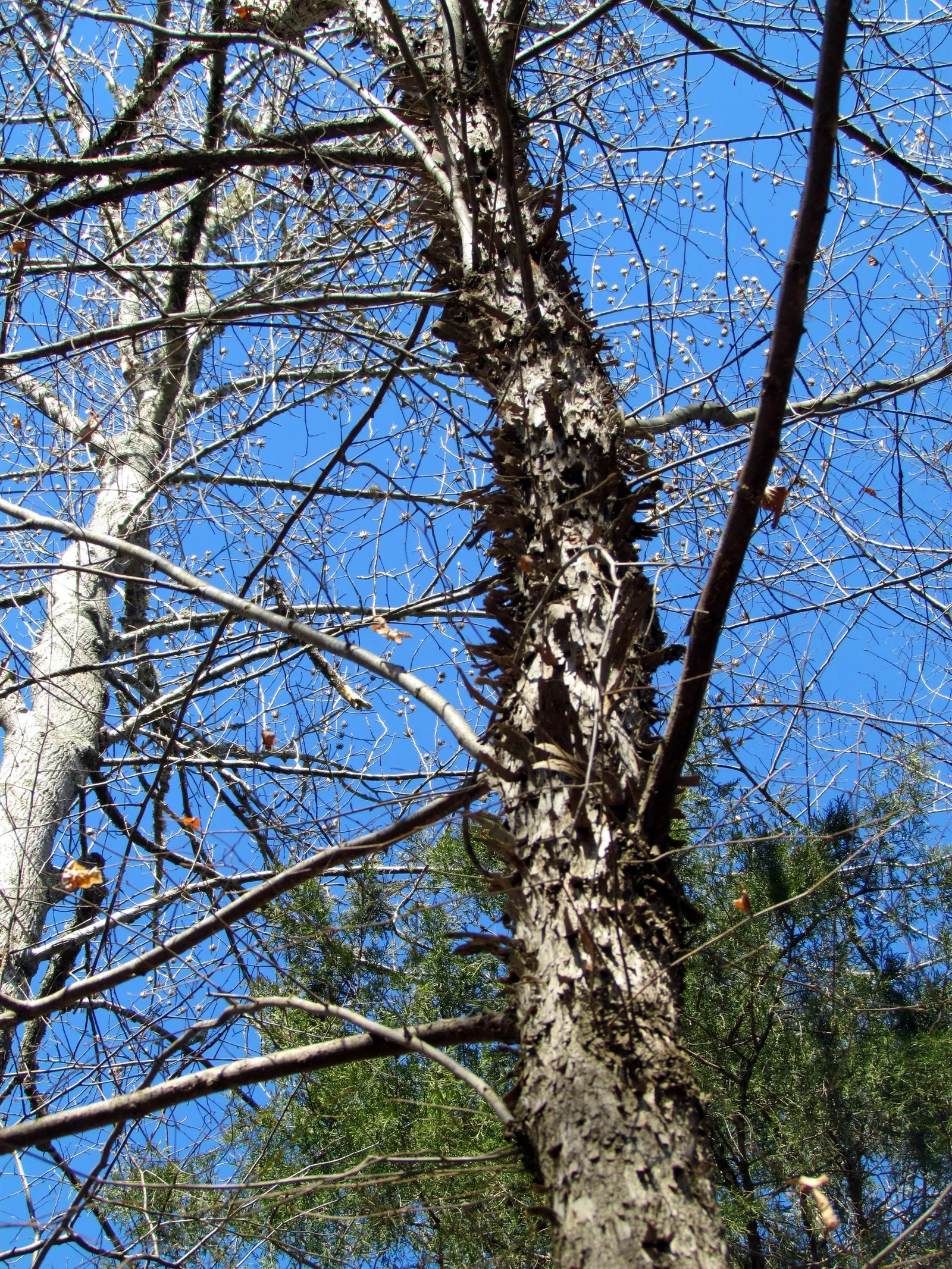 Shagbark Hickory (Carya Ovata) — It yields edible nuts favored by wildlife and is valued for its hard, durable wood; the tree's compound leaves are vibrant