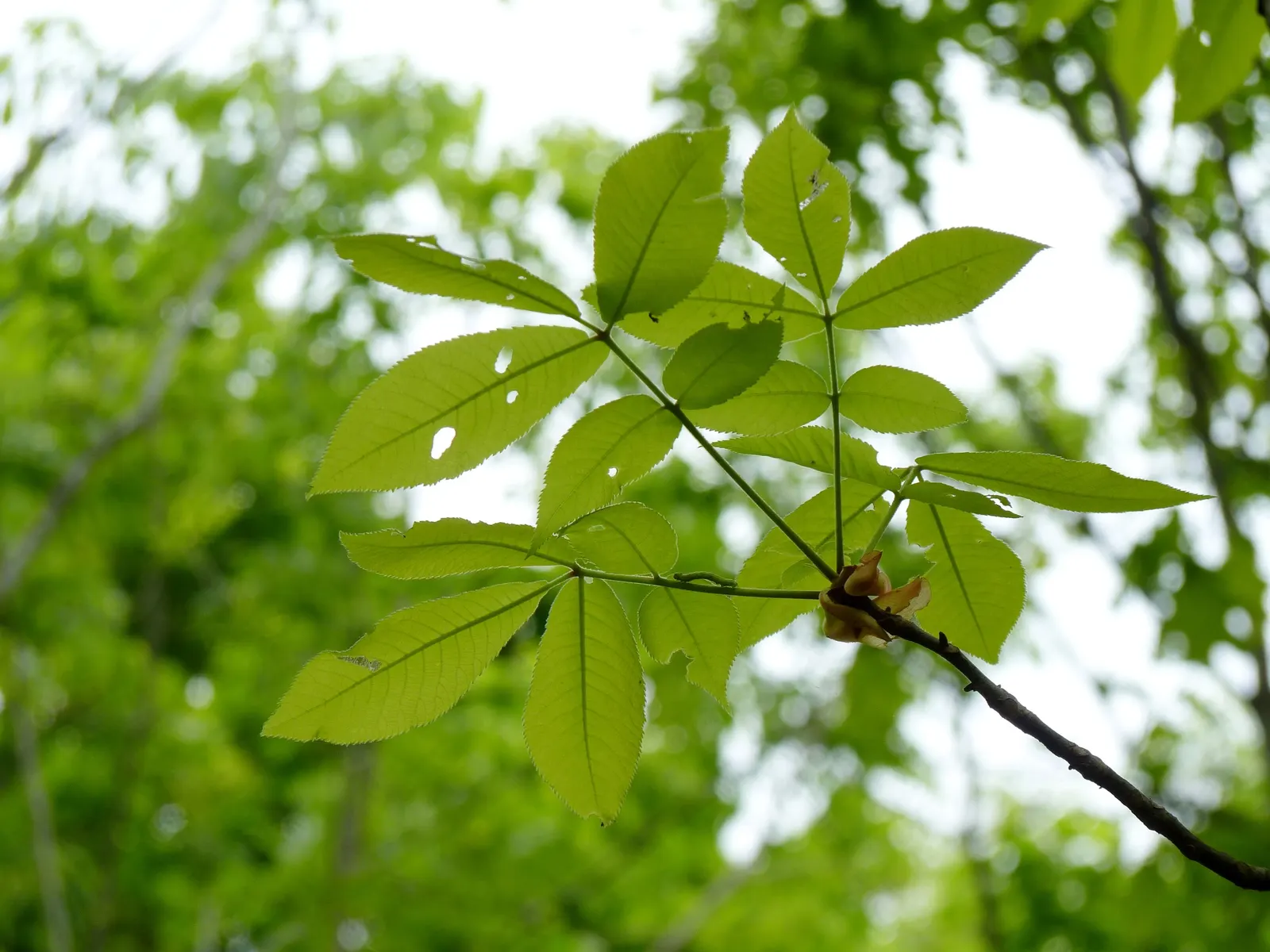 Shagbark Hickory (Carya Ovata) — peeling bark and pinnate leaves; when incorporating this North American native into your garden, image 50