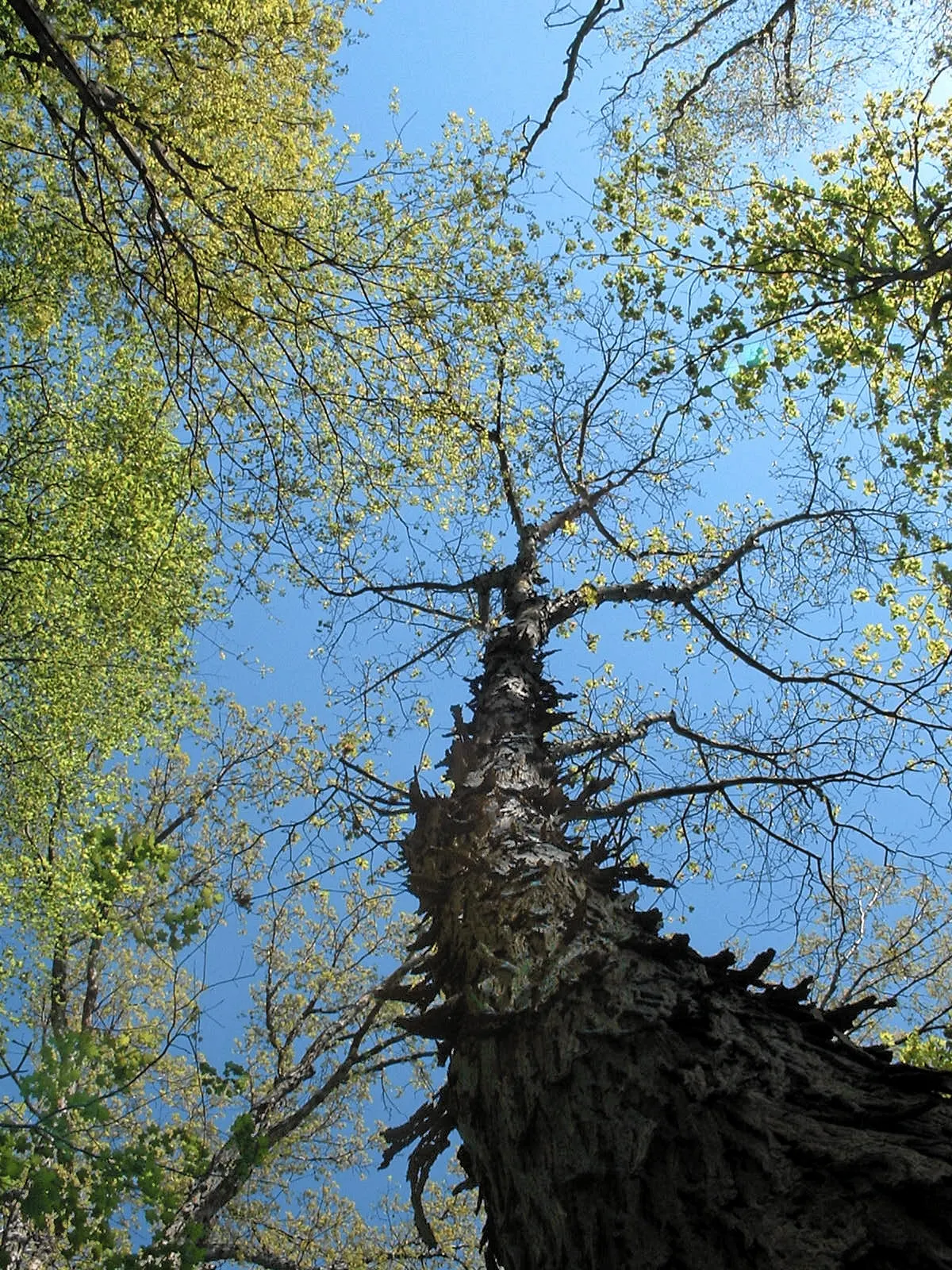 Shagbark Hickory (Carya Ovata) — encouraging placement in spacious landscapes; the Shagbark Hickory (Carya ovata) is a majestic deciduous hardwood, image 53