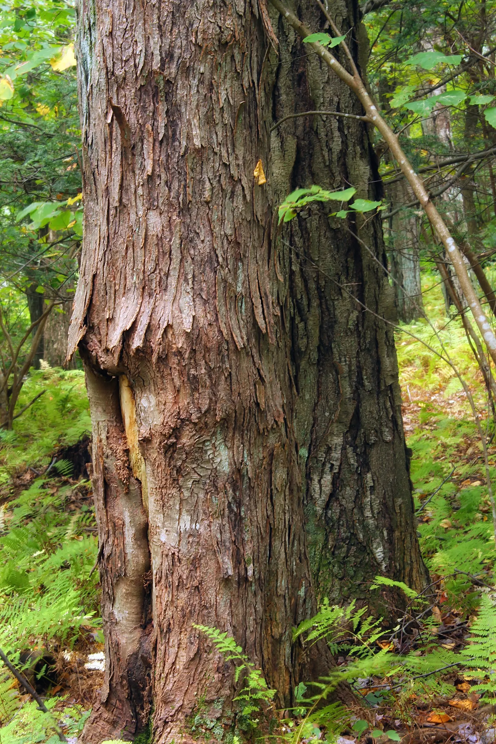 Shagbark Hickory (Carya Ovata) — As landscape architect assistants