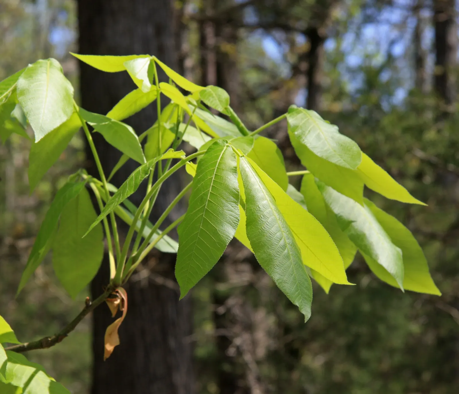 Shagbark Hickory (Carya Ovata) — adding seasonal color to your garden