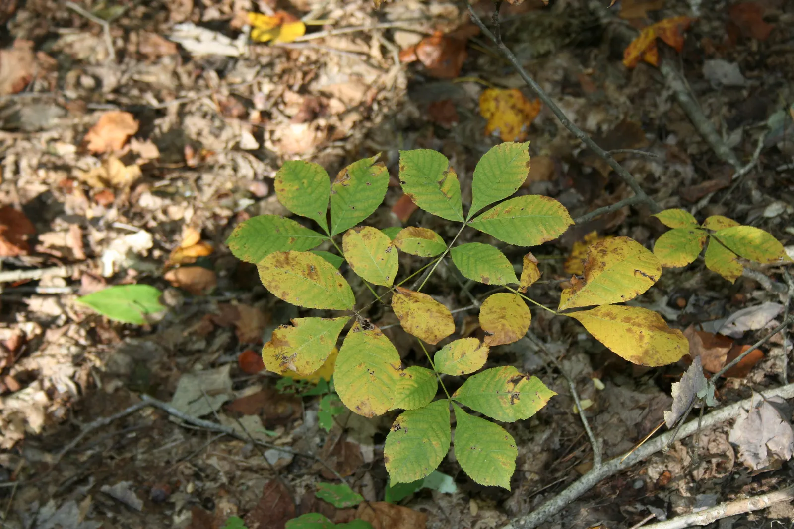 Shagbark Hickory (Carya Ovata) — It yields edible nuts favored by wildlife and is valued for its hard, durable wood