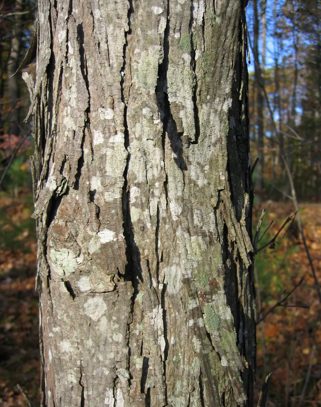 Shagbark Hickory (Carya Ovata) — rich loam with a preference for full sun to partial shade; which allows it to be drought-resistant once established
