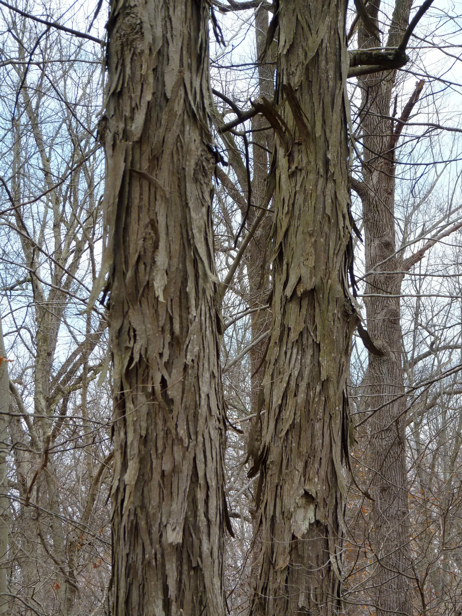 Shagbark Hickory (Carya Ovata) — rich loam with a preference for full sun to partial shade