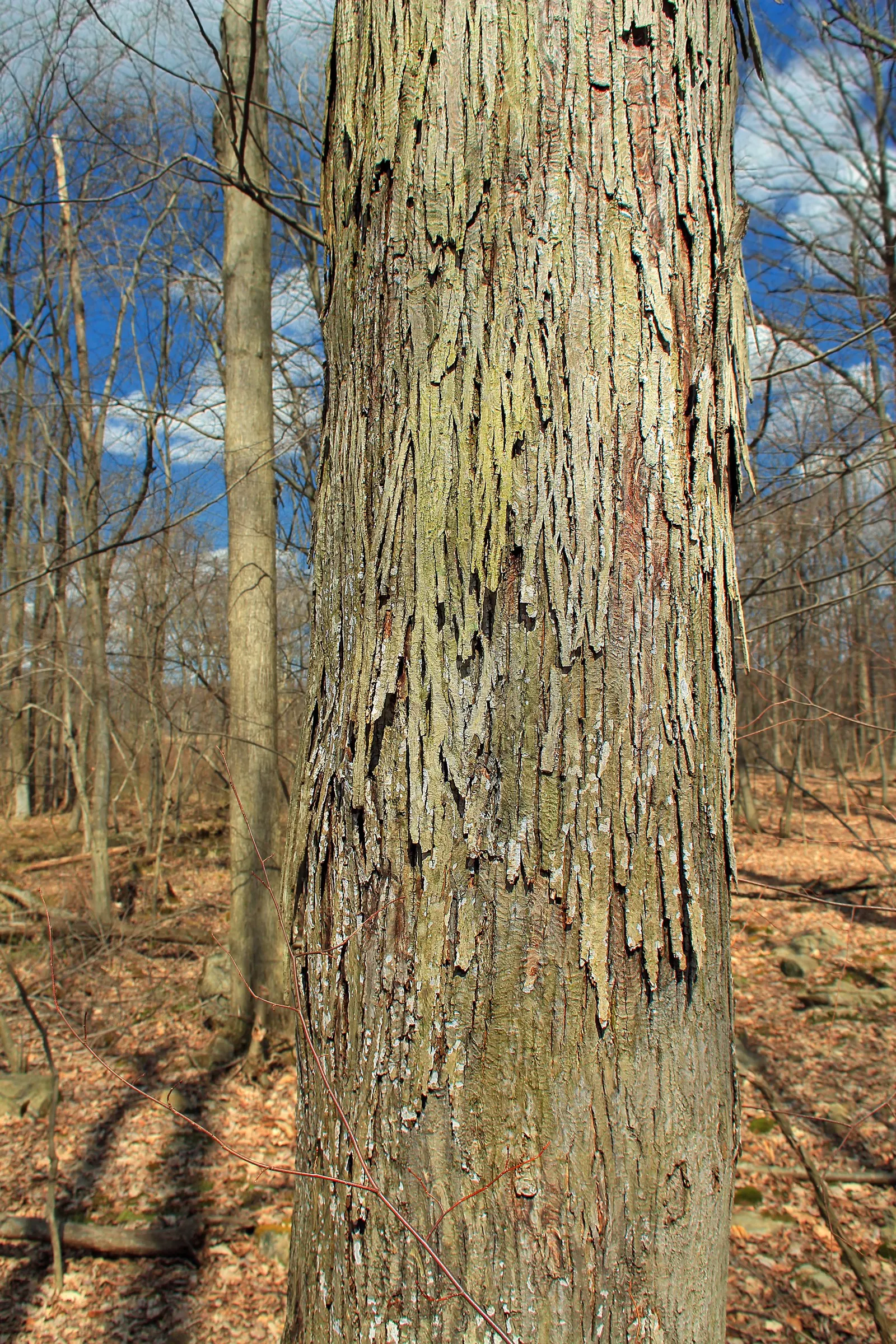 Shagbark Hickory (Carya Ovata) — encouraging placement in spacious landscapes