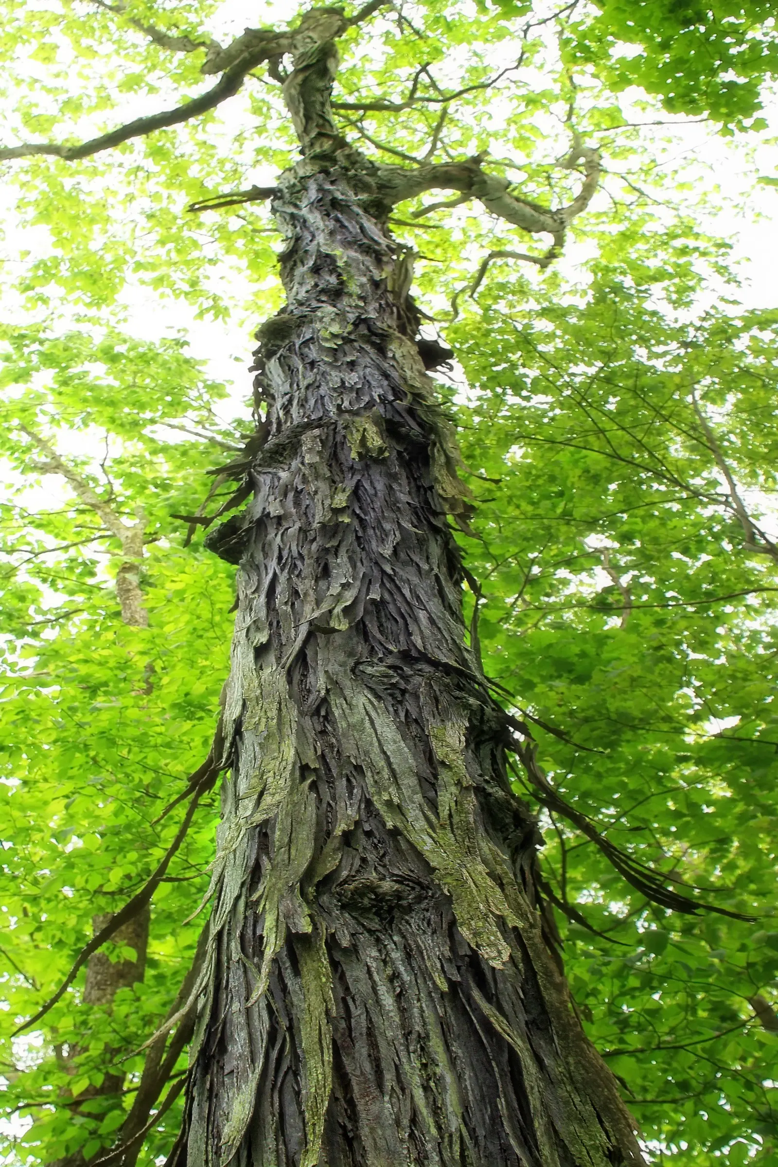 Shagbark Hickory (Carya Ovata) — The Shagbark Hickory (Carya ovata) is a majestic deciduous hardwood tree; encouraging placement in spacious, image 56