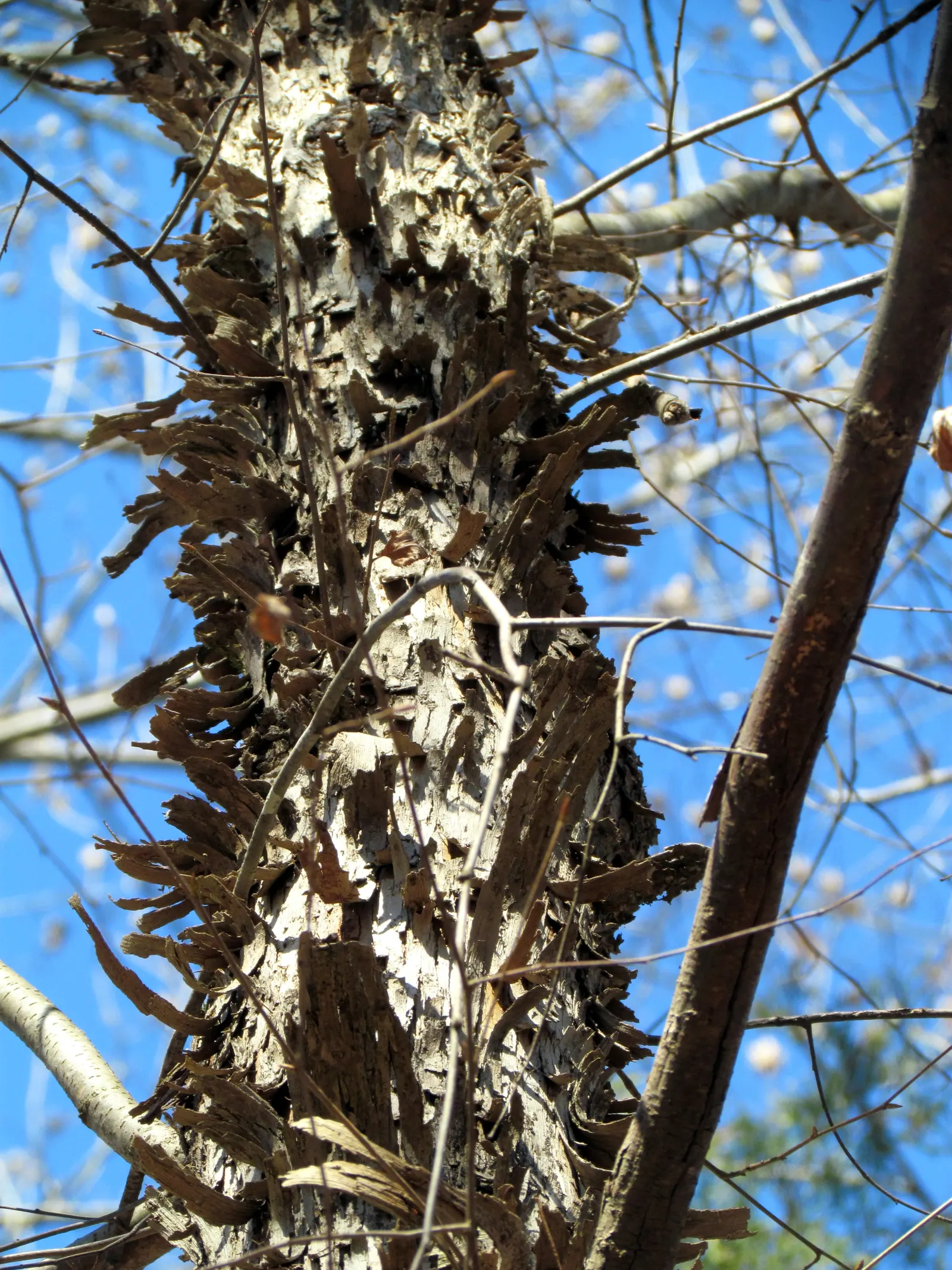 Shagbark Hickory (Carya Ovata) — <br><br>The Carya ovata provides ecological benefits; reaching lengths up to 24 inches