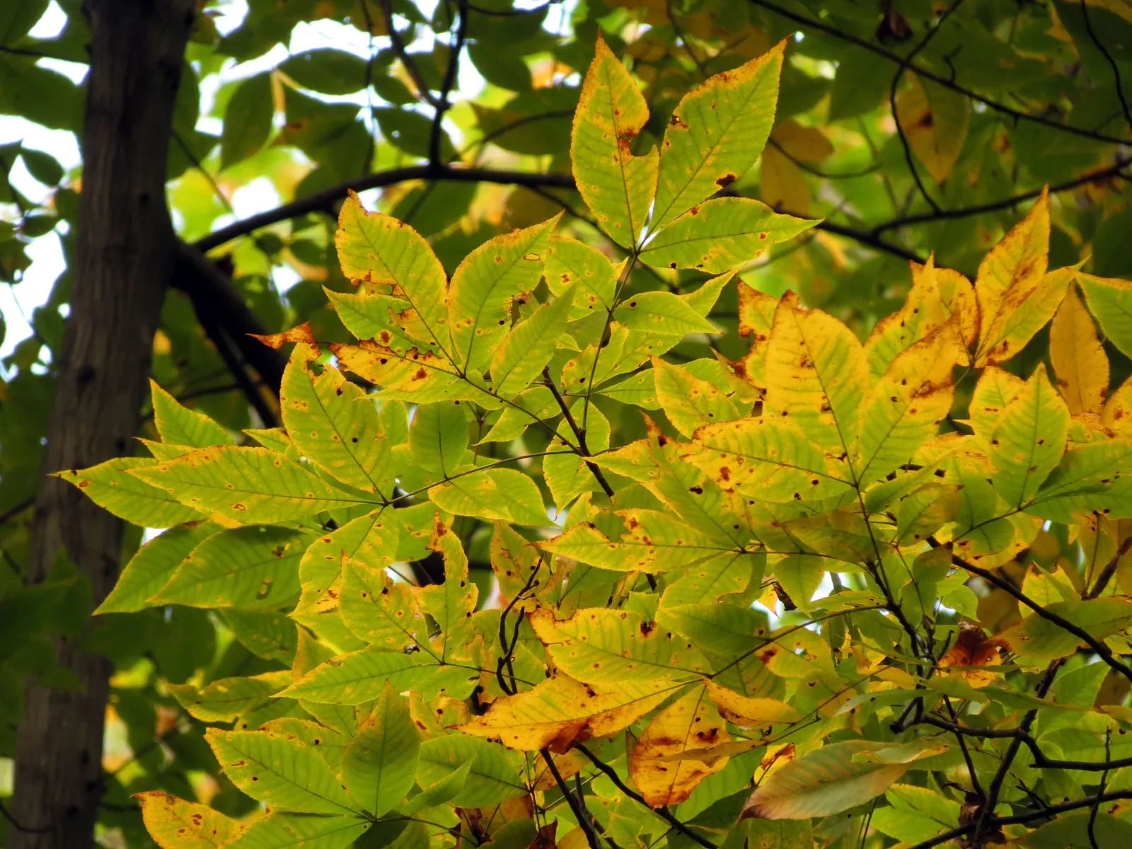 Shagbark Hickory (Carya Ovata) — <br><br>The Carya ovata provides ecological benefits