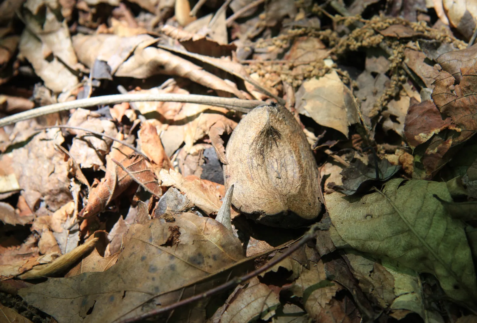 Shagbark Hickory (Carya Ovata) — such as attracting a variety of wildlife; its nuts are a favorite for squirrels and other small mammals; as landscape