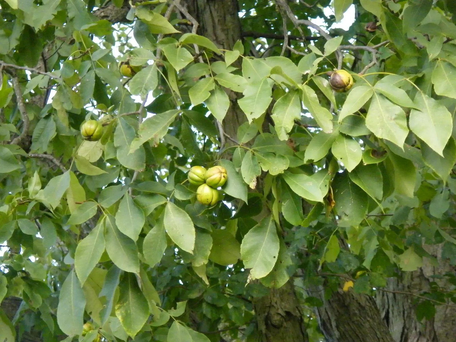 Shagbark Hickory (Carya Ovata) — encouraging placement in spacious landscapes; the Shagbark Hickory (Carya ovata) is a majestic deciduous hardwood tree