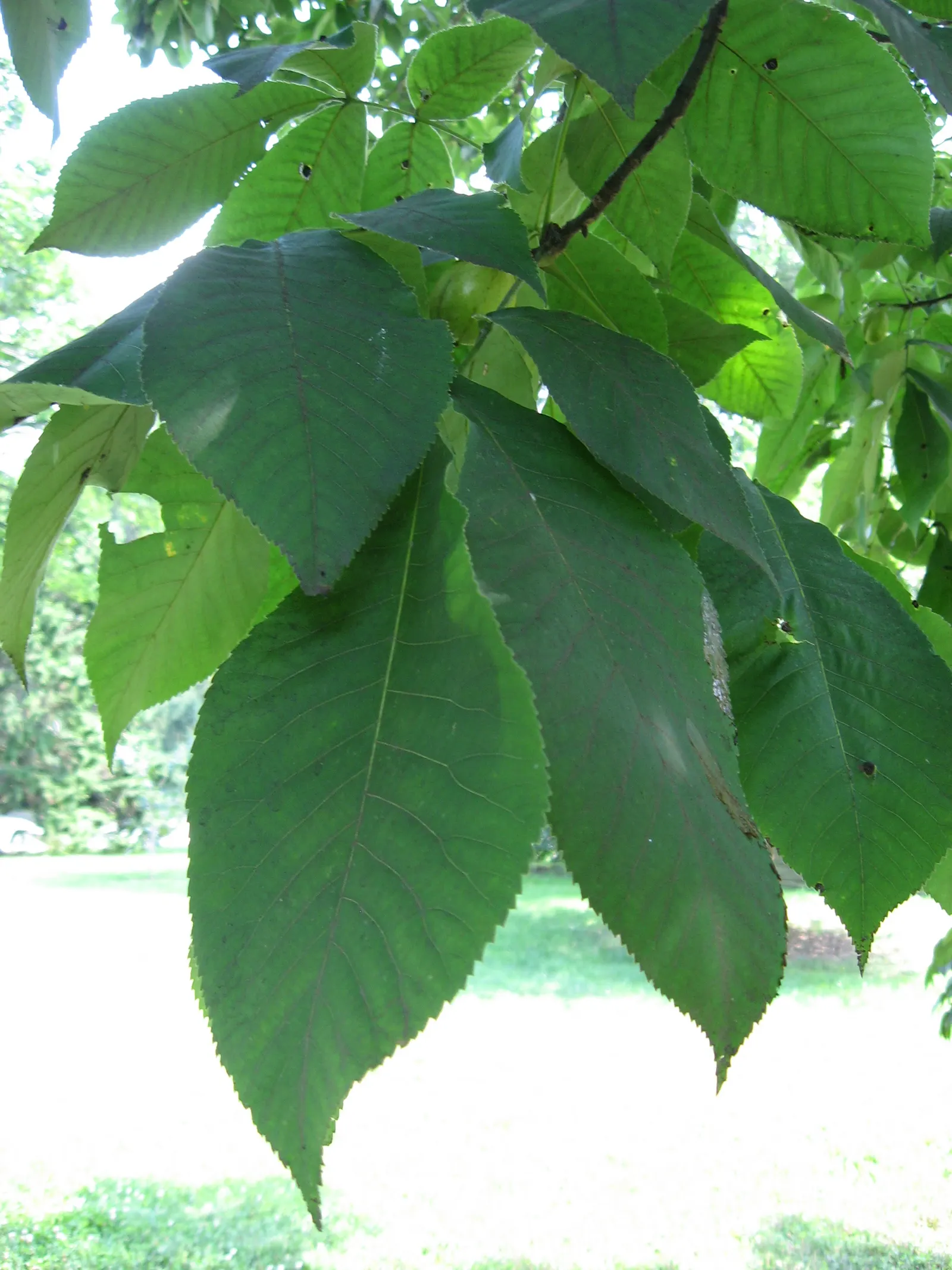 Shagbark Hickory (Carya Ovata) — As landscape architect assistants; such as attracting a variety of wildlife; its nuts are a favorite for squirrels, image 58