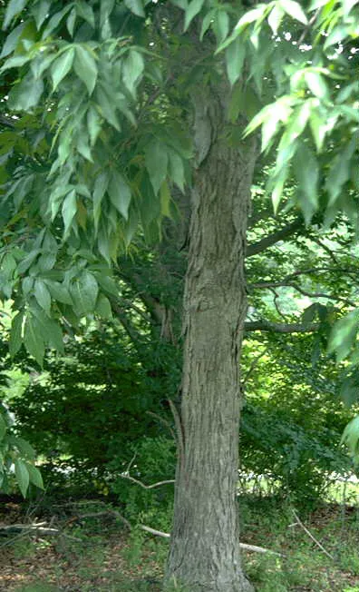 Shagbark Hickory (Carya Ovata) — with a canopy spread of 40 to 70 feet