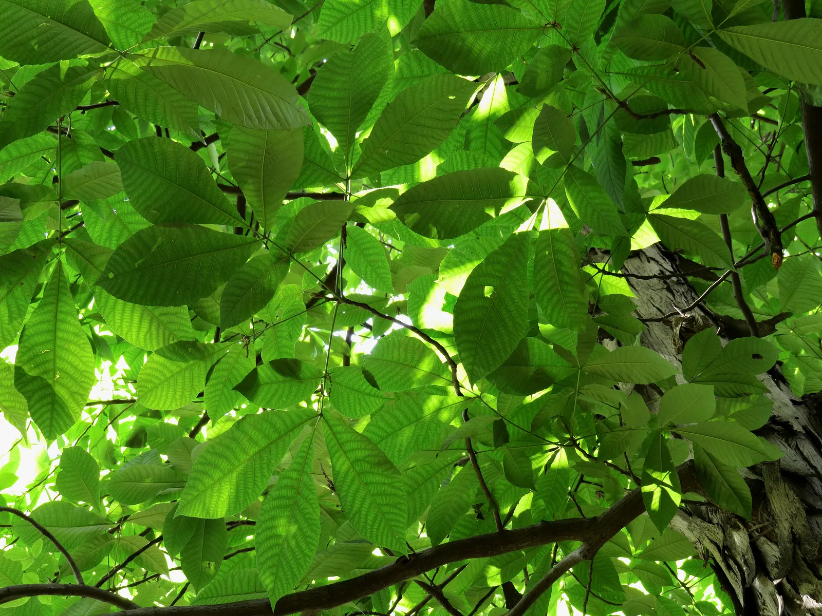 Shagbark Hickory (Carya Ovata) — peeling bark and pinnate leaves