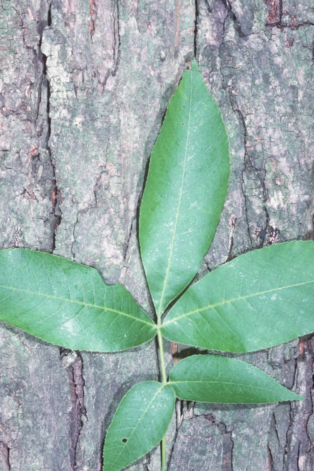 Shagbark Hickory (Carya Ovata) — The tree's compound leaves are vibrant green