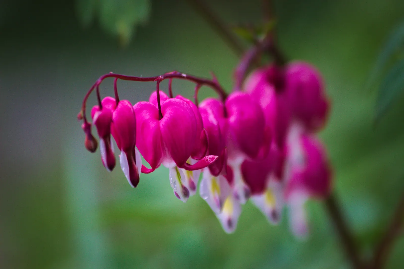 Fringed Bleeding Heart (Dicentra Eximia) — measuring roughly 0.75 inches in length