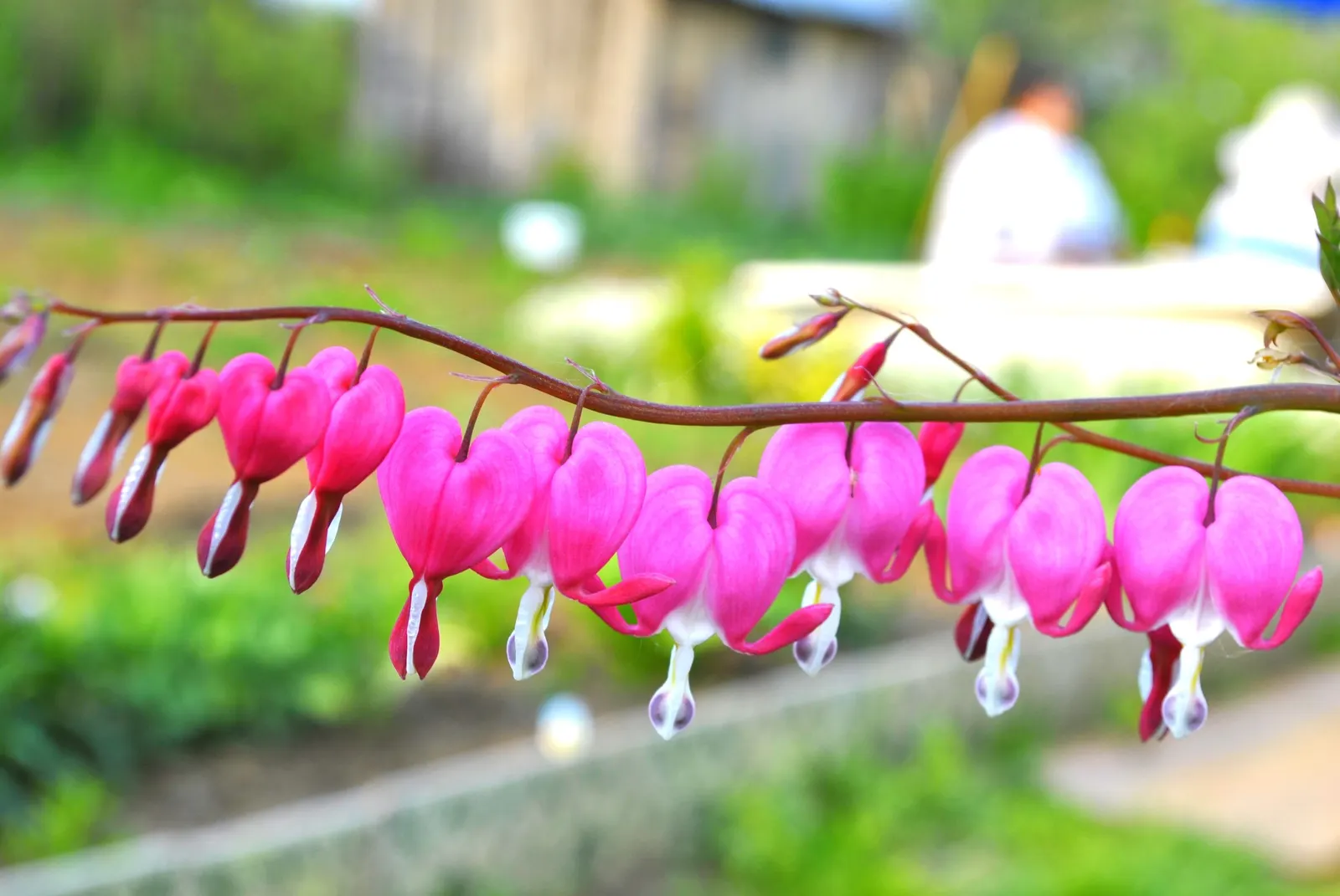 Fringed Bleeding Heart (Dicentra Eximia) — This plant typically reaches up to 12-18 inches in height and can spread to about the same width