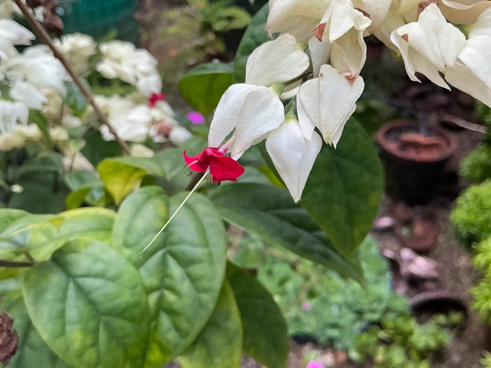 Fringed Bleeding Heart (Dicentra Eximia) — which bloom from late spring to early autumn