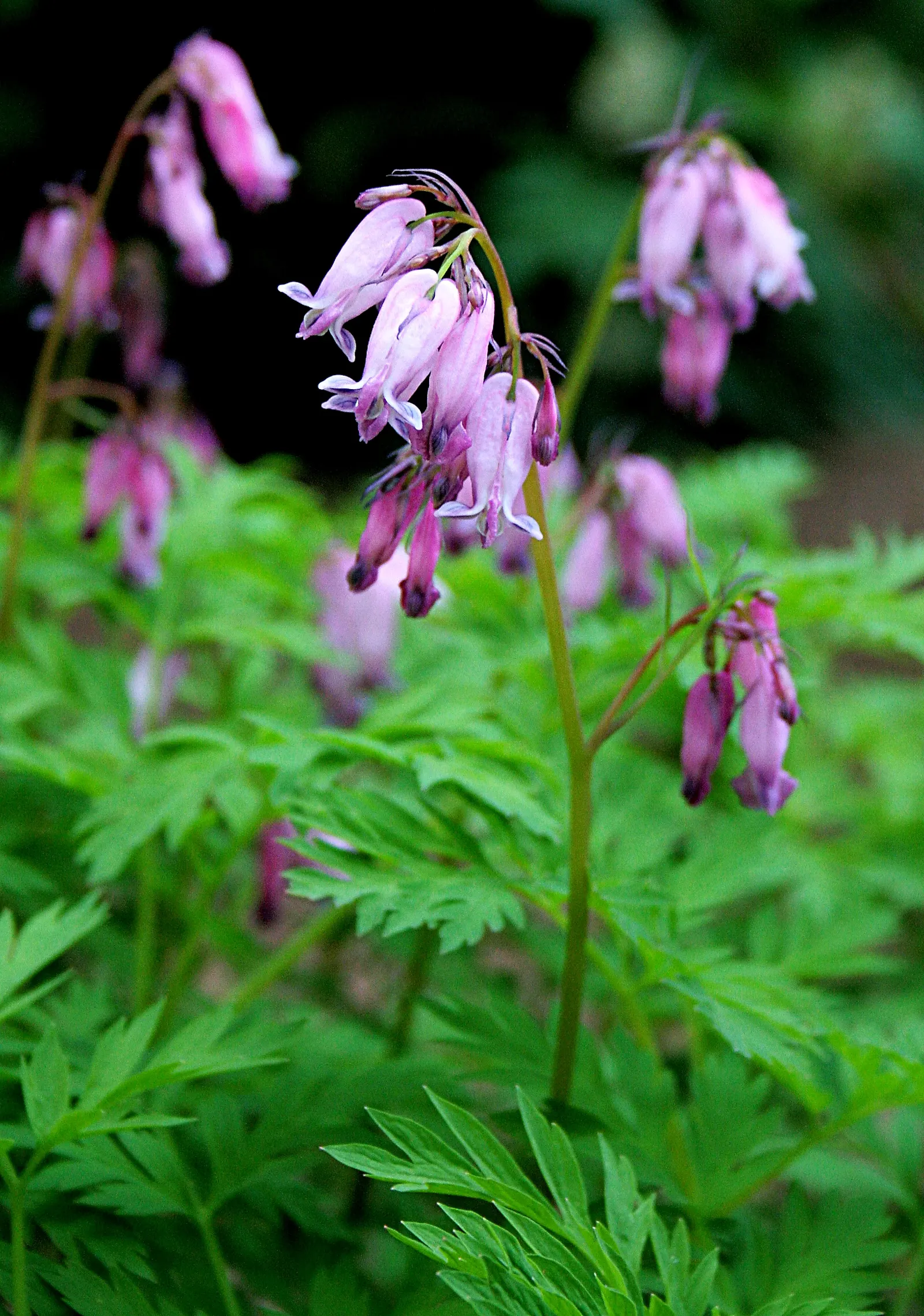 Fringed Bleeding Heart (Dicentra Eximia) — blue-green foliage is pest-resistant and attracts pollinators