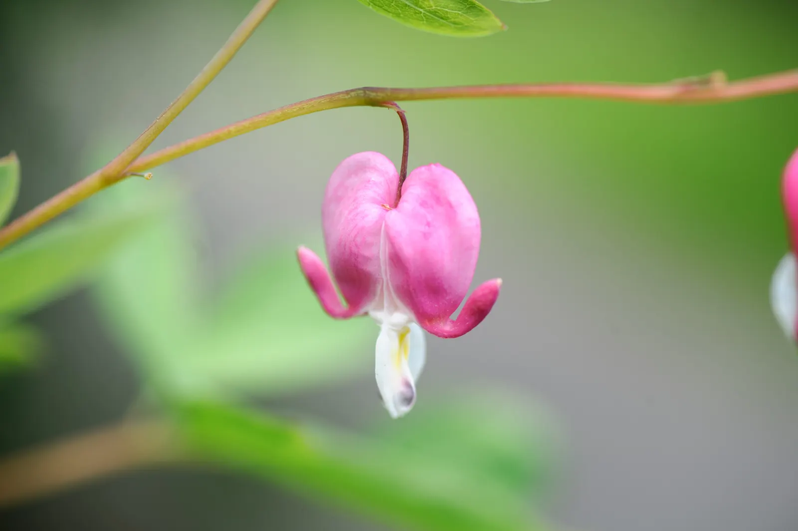 Fringed Bleeding Heart (Dicentra Eximia) — creating a fringed appearance that's both whimsical and elegant.<br><br>Adapted for partial to full shade