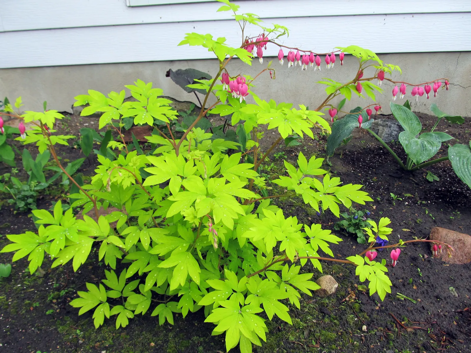 Fringed Bleeding Heart (Dicentra Eximia) — is a shade-loving perennial blossoming with pink to purple