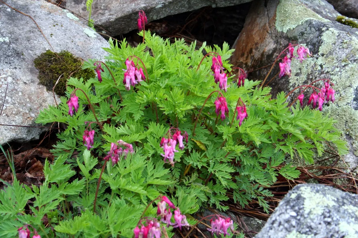 Fringed Bleeding Heart (Dicentra Eximia) — is a delicate and charming perennial that offers a unique and soft texture to any garden setting