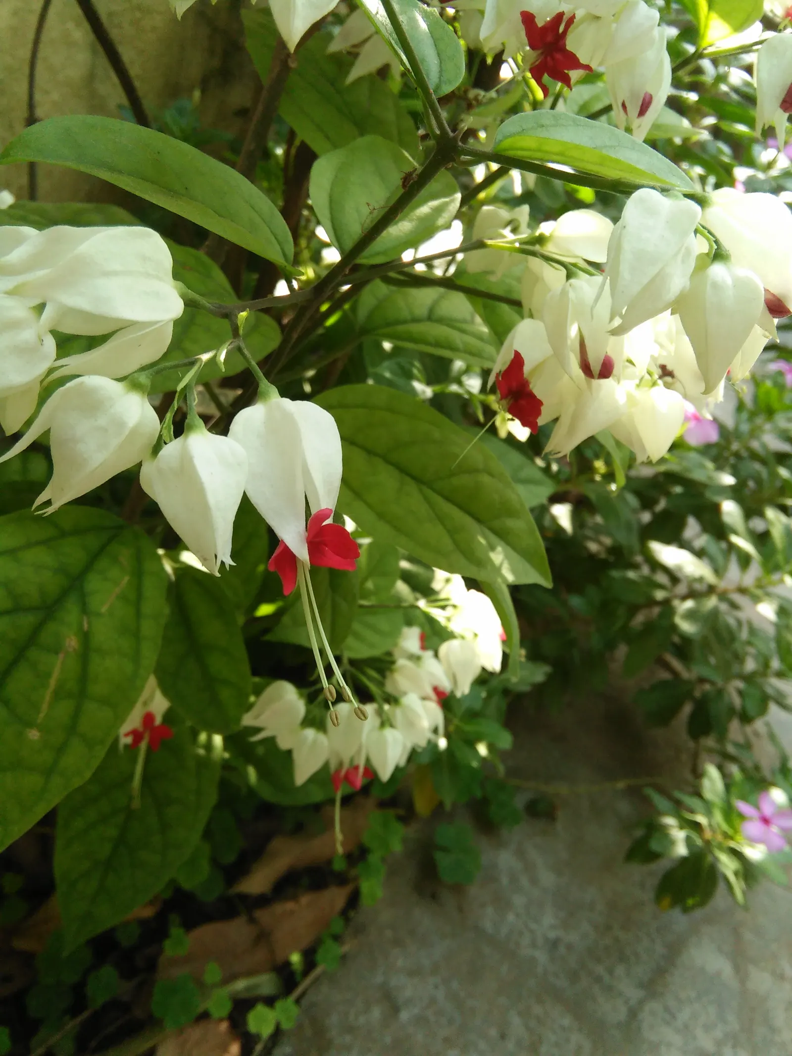 Fringed Bleeding Heart (Dicentra Eximia) — The Fringed Bleeding Heart is relatively low-maintenance