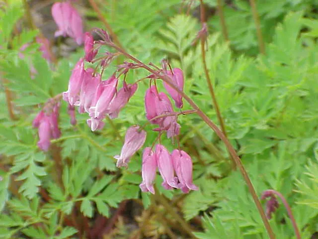 Fringed Bleeding Heart (Dicentra Eximia) — providing a long-lasting display