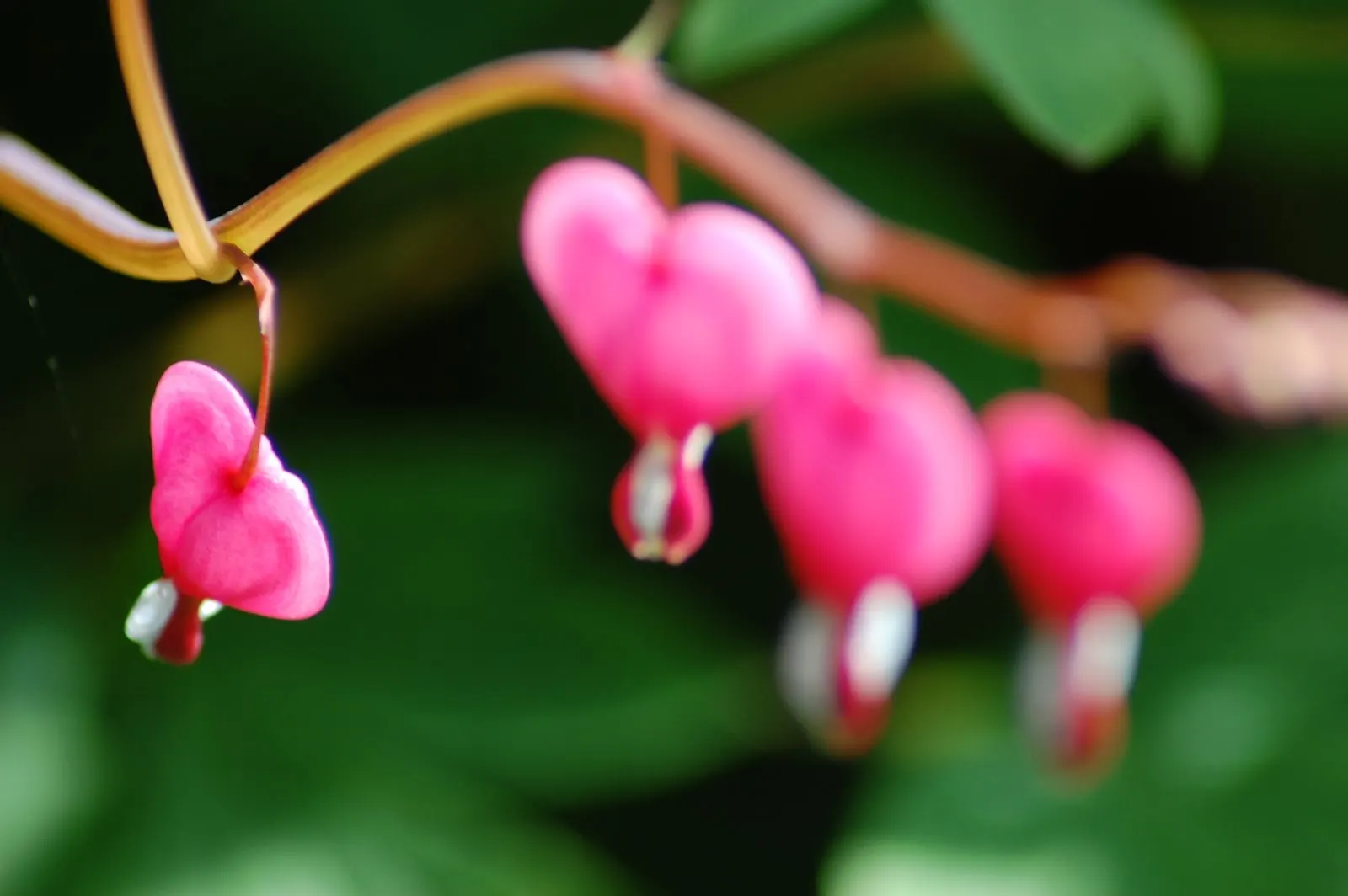 Fringed Bleeding Heart (Dicentra Eximia) — making it a charming and low-maintenance addition to any garden