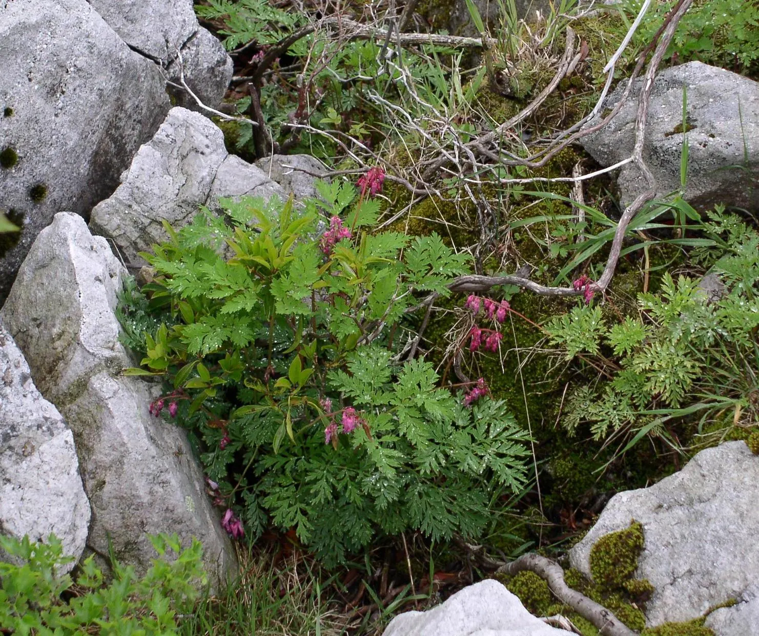 Fringed Bleeding Heart (Dicentra Eximia) — scientifically known as Dicentra eximia