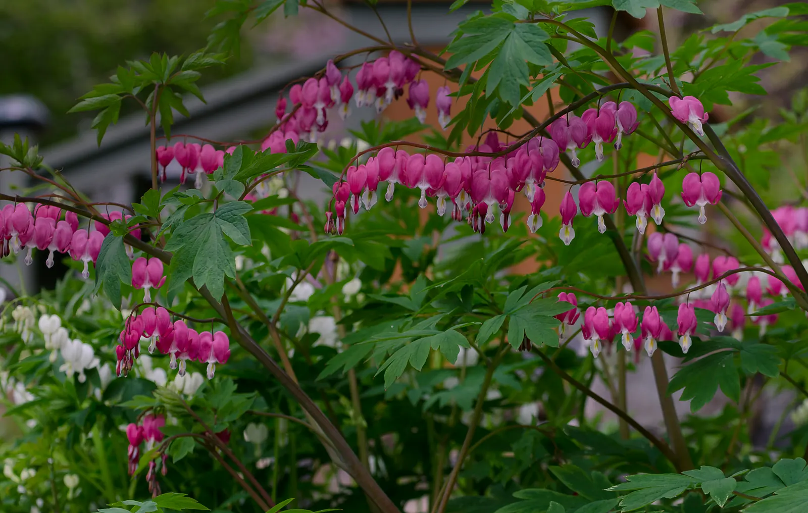 Fringed Bleeding Heart (Dicentra Eximia) — this species thrives in well-drained