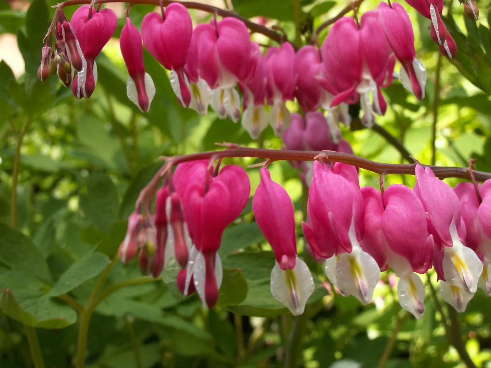 Fringed Bleeding Heart (Dicentra Eximia) — moist soil with a preference for a slightly acidic to neutral pH