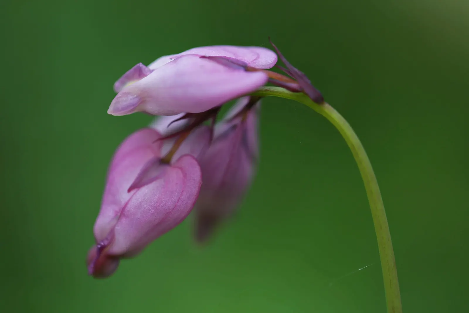 Fringed Bleeding Heart (Dicentra Eximia) — It is hardy in USDA zones 3 through 9, making it a versatile choice for various landscapes