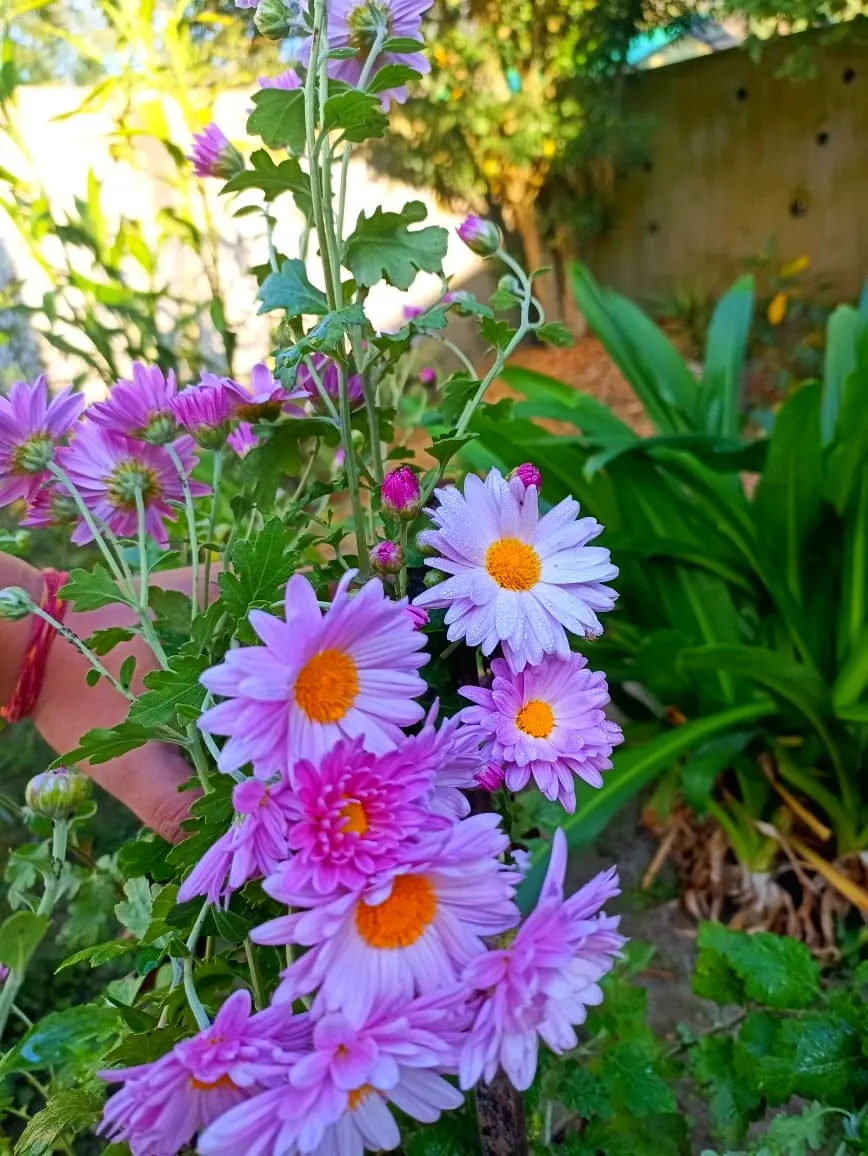 Florists Chrysanthemum (Chrysanthemum X Grandiflorum) — Regular watering, ensuring soil moistness of about 1 inch per week, is optimal for their, image 67