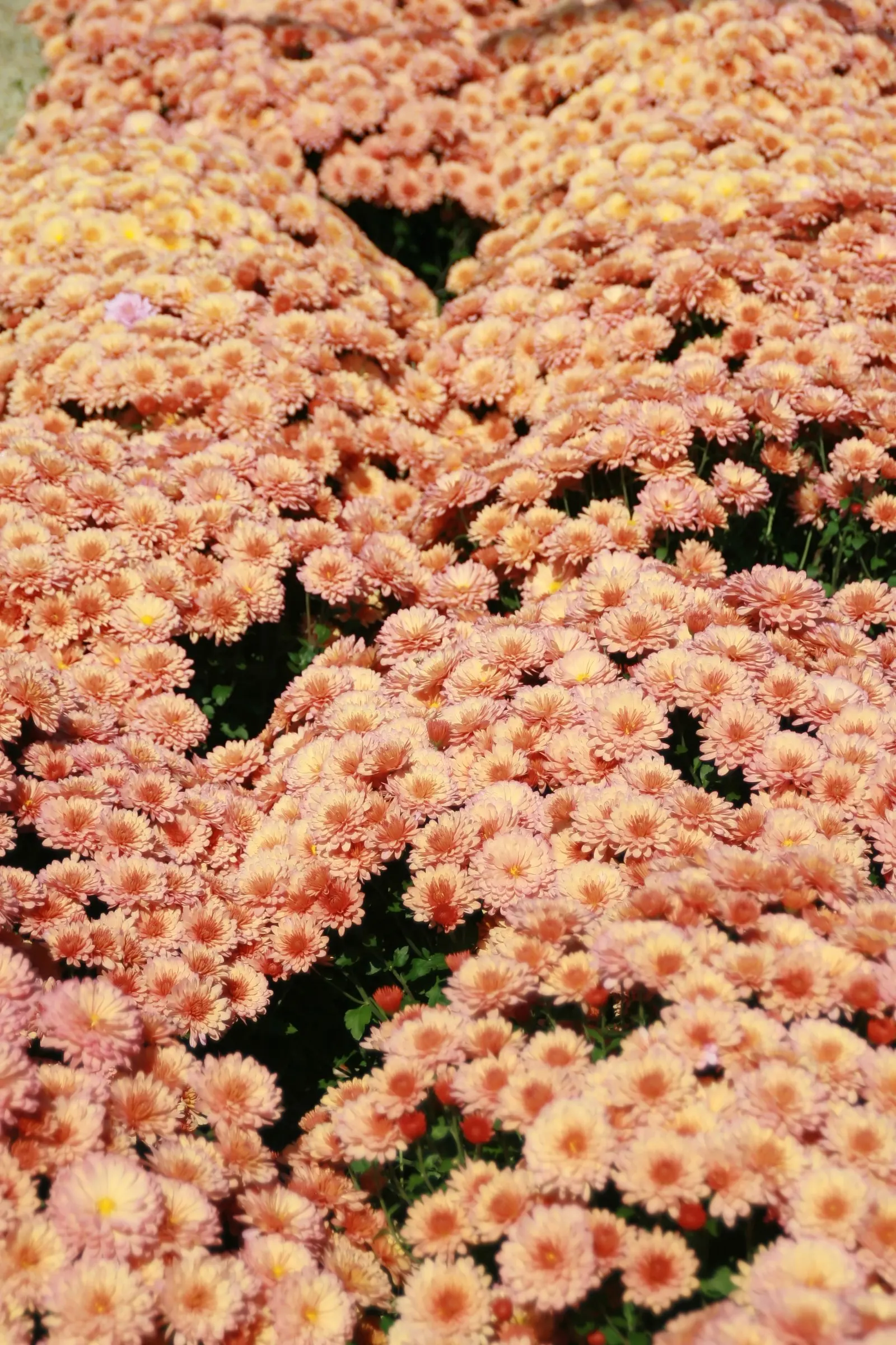 Florists Chrysanthemum (Chrysanthemum X Grandiflorum) — spanning up to 6 inches across