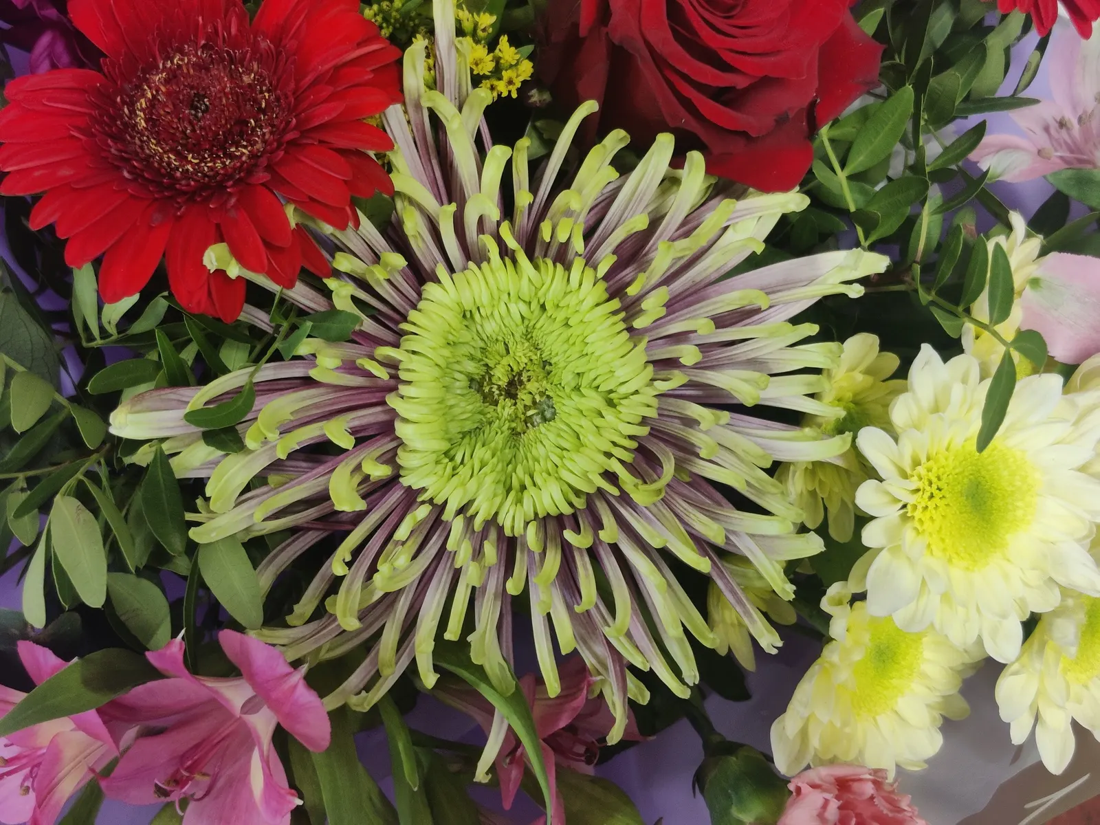 Florists Chrysanthemum (Chrysanthemum X Grandiflorum) — making them suitable for both borders and container arrangements.<br><br>Foliage consists, image 60