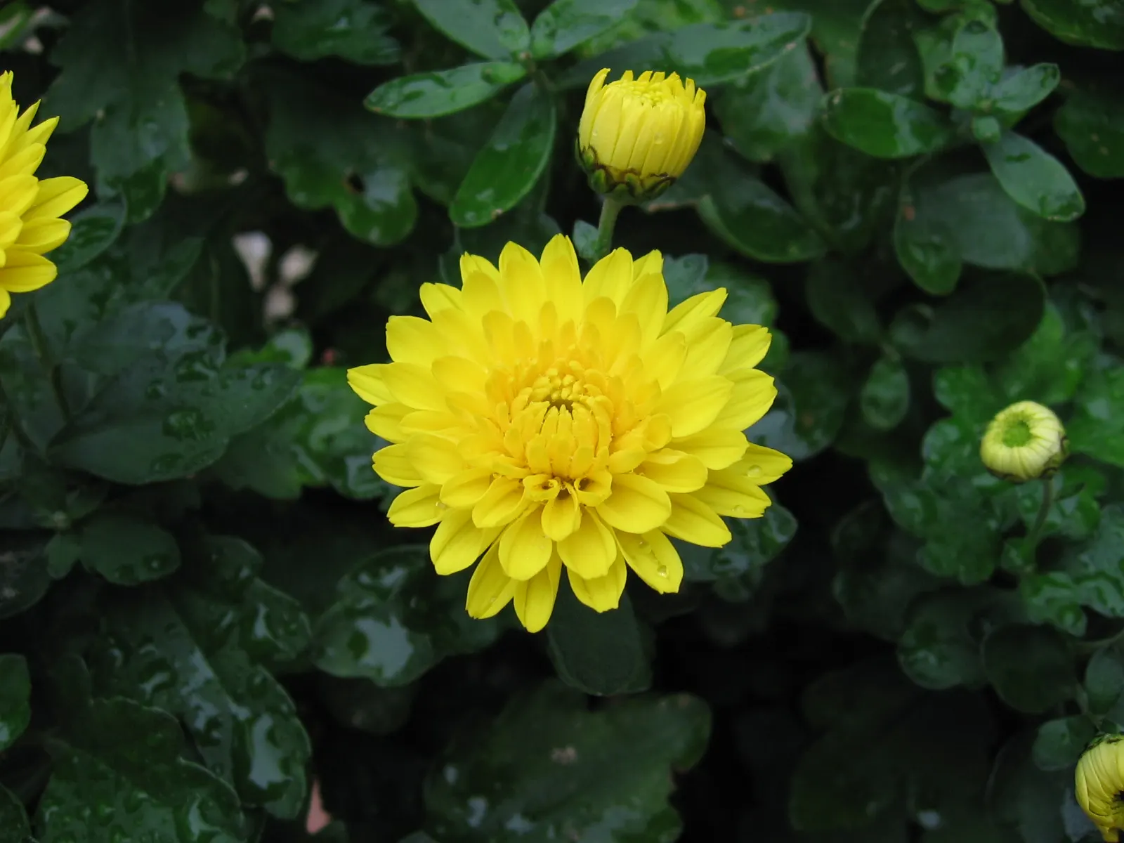 Florists Chrysanthemum (Chrysanthemum X Grandiflorum) — dark green leaves that provide a lush backdrop for the profusion of flowers; perennial with, image 111