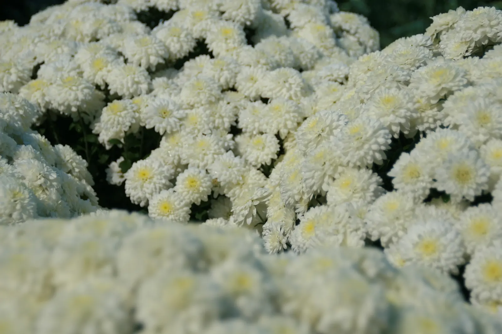 Florists Chrysanthemum (Chrysanthemum X Grandiflorum) — spanning up to 6 inches across; this plant flourishes in full sun to partial shade and, image 126
