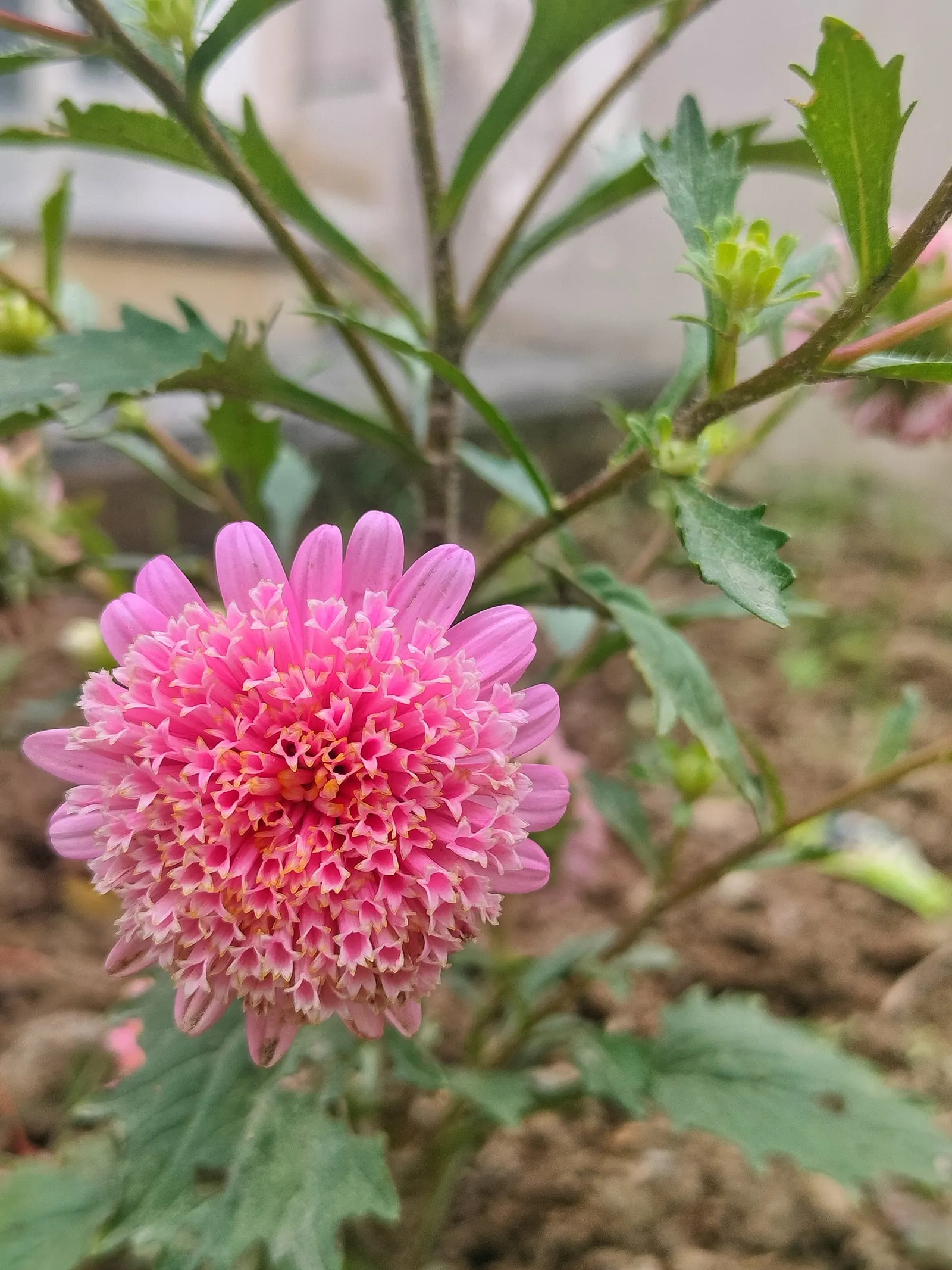 Florists Chrysanthemum (Chrysanthemum X Grandiflorum) — dark green leaves that provide a lush backdrop for the profusion of flowers; perennial with, image 61