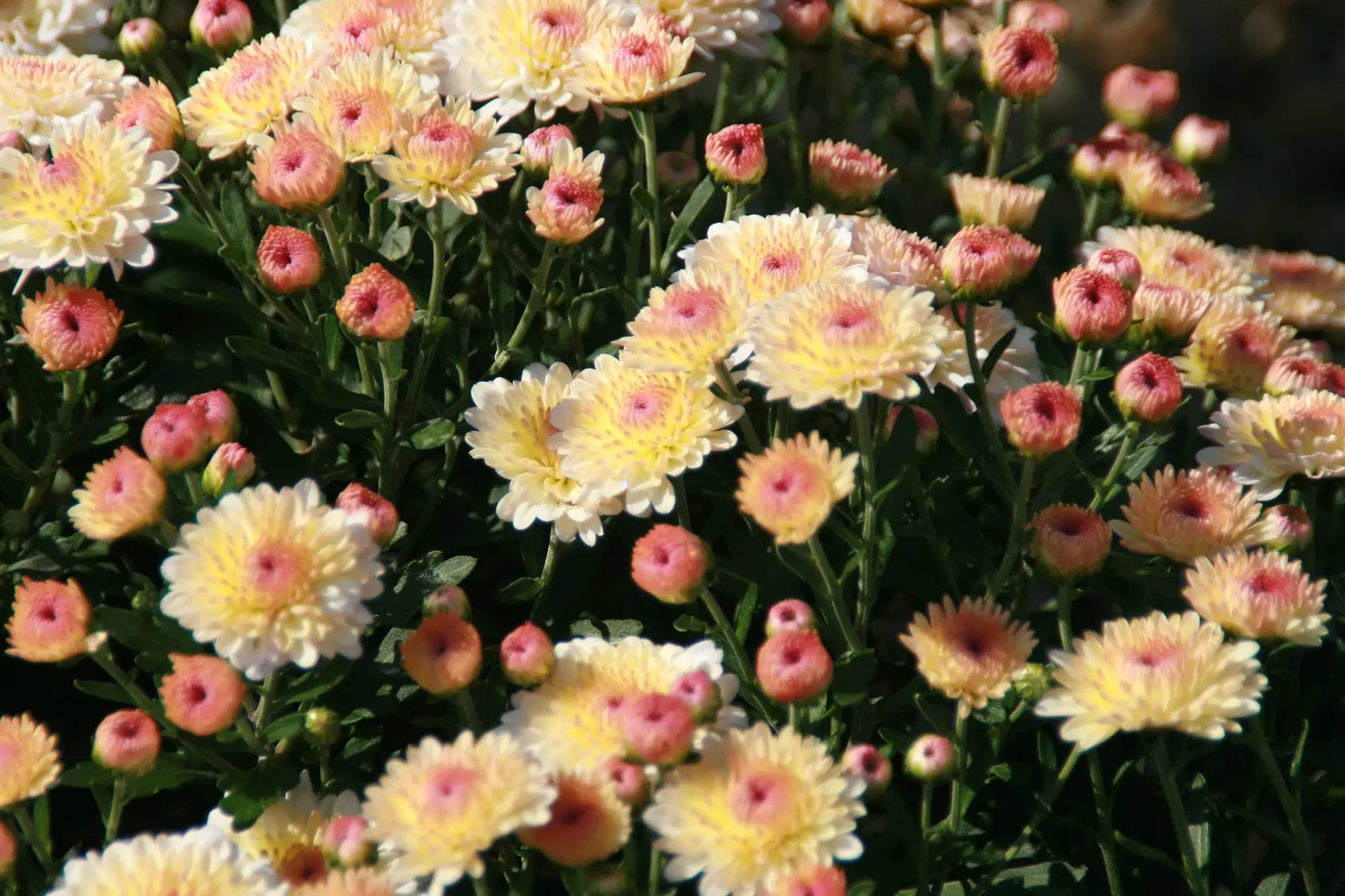 Florists Chrysanthemum (Chrysanthemum X Grandiflorum) — graces gardens with a spectacular array of colors and forms; complementing gardens or, image 108