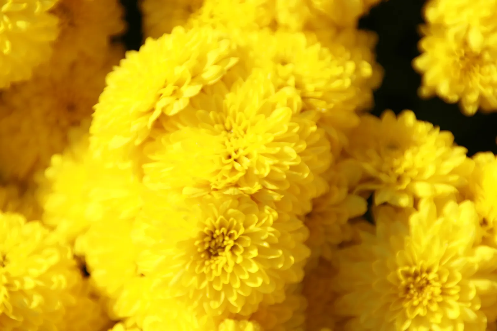 Florists Chrysanthemum (Chrysanthemum X Grandiflorum) — dark green leaves that provide a lush backdrop for the profusion of flowers