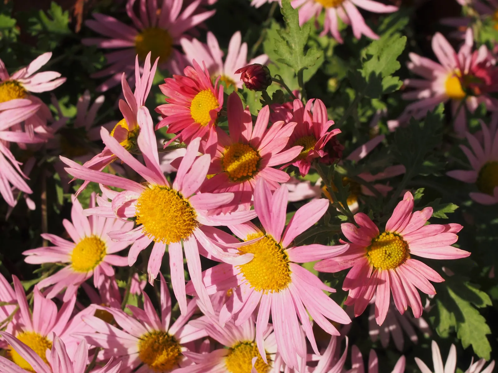 Florists Chrysanthemum (Chrysanthemum X Grandiflorum) — gold and orange and pink and red and white and yellow flowers in the garden; graces gardens, image 73