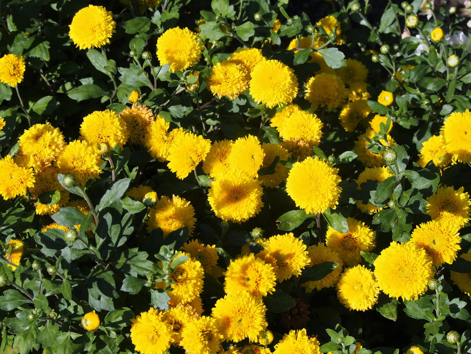 Florists Chrysanthemum (Chrysanthemum X Grandiflorum) — graces gardens with a spectacular array of colors and forms; complementing gardens or, image 133