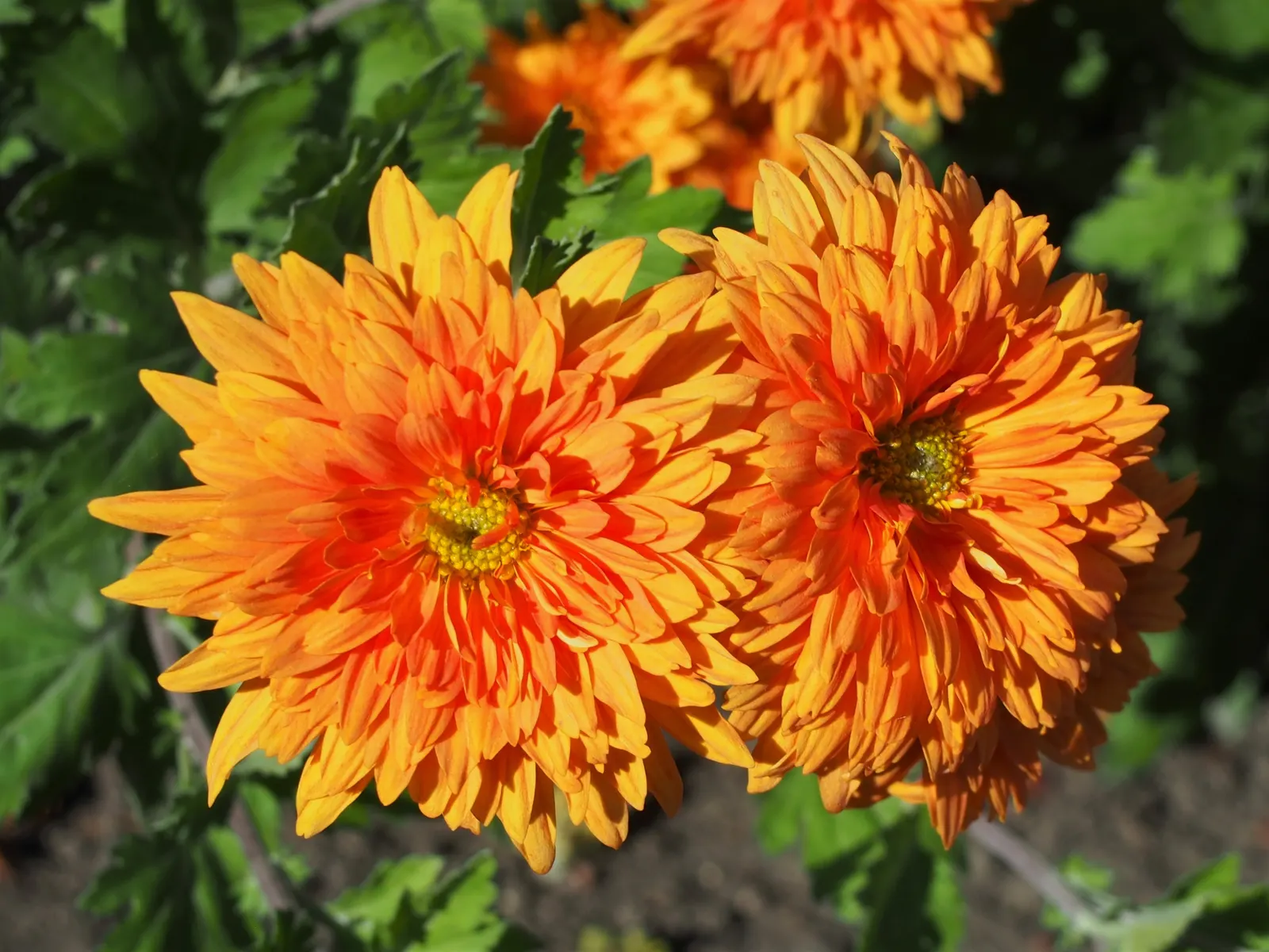 Florists Chrysanthemum (Chrysanthemum X Grandiflorum) — making them suitable for both borders and container arrangements.<br><br>Foliage consists, image 85