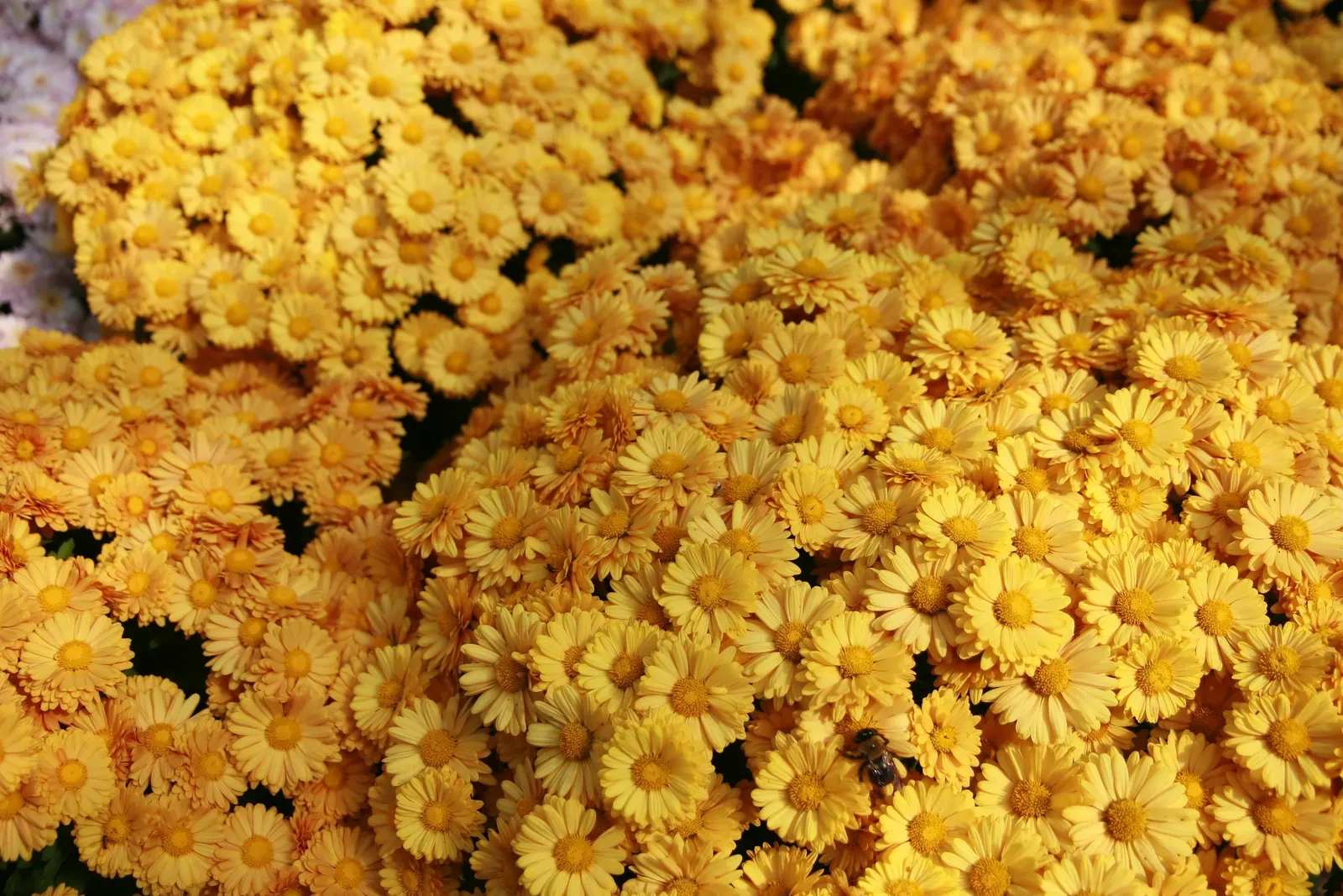 Florists Chrysanthemum (Chrysanthemum X Grandiflorum) — coming in various hues like vibrant yellows; the Florist's Chrysanthemum requires some, image 89