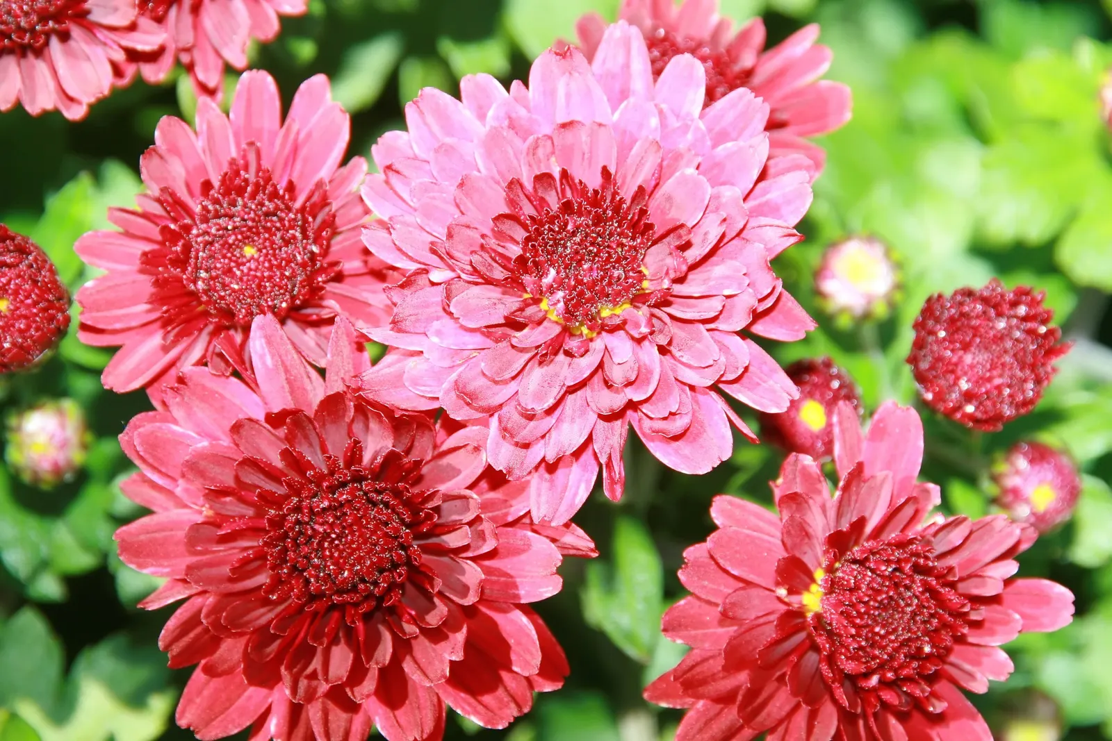 Florists Chrysanthemum (Chrysanthemum X Grandiflorum) — coming in various hues like vibrant yellows; the Florist's Chrysanthemum requires some, image 64