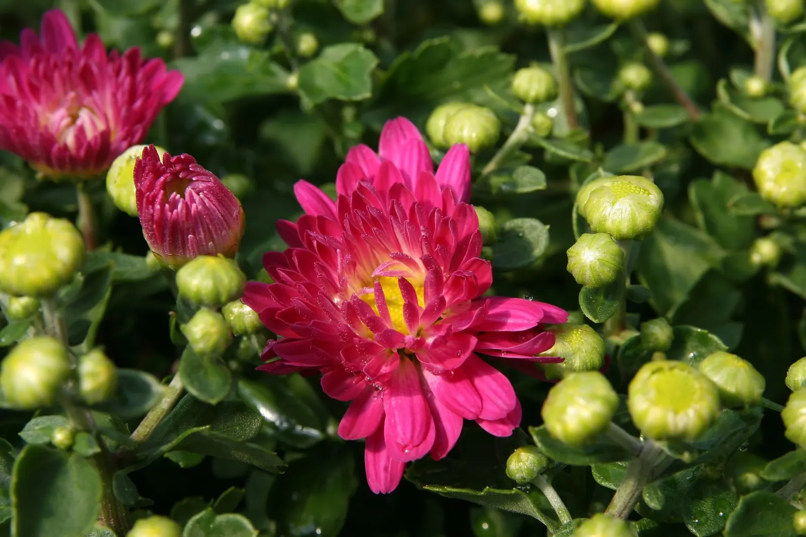 Florists Chrysanthemum (Chrysanthemum X Grandiflorum) — gold and orange and pink and red and white and yellow flowers in the garden; graces gardens, image 98